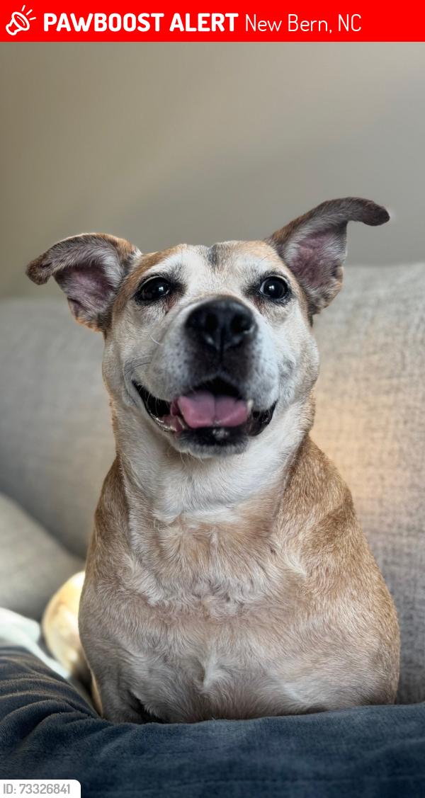 Lost Female Dog last seen Clark’s rd, US 70, New Bern, NC 28562