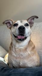 Lost Female Dog last seen Clark’s rd, US 70, New Bern, NC 28562