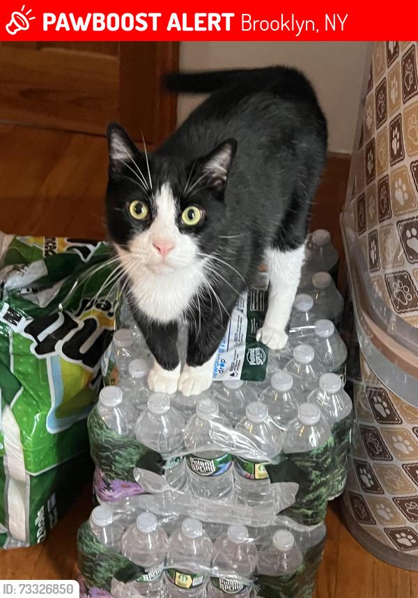 Lost Male Cat last seen 47th st and 6th ave, Brooklyn, NY 11220