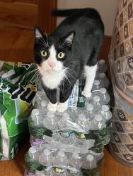 Lost Male Cat last seen 47th st and 6th ave, Brooklyn, NY 11220