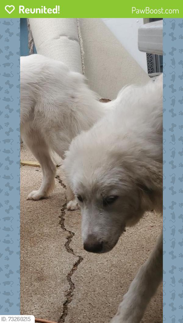 Reunited Male Dog last seen LaVaga An Lasiter, Bellmead, TX 76705