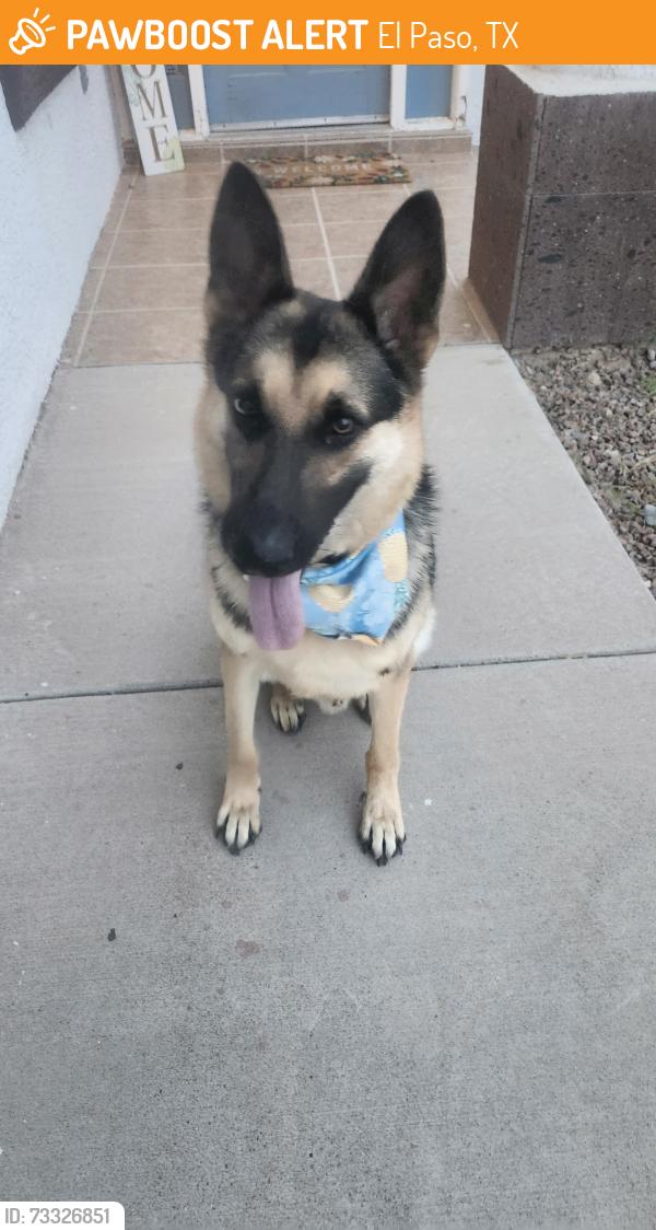 Found/Stray Male Dog last seen Montoya, El Paso, TX 79932