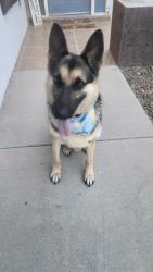 Found/Stray Male Dog last seen Montoya, El Paso, TX 79932