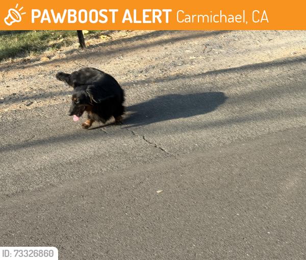 Found/Stray Unknown Dog last seen Near Bird track park, Carmichael, CA 95628