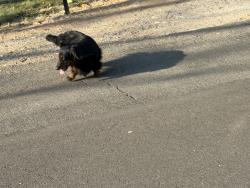 Found/Stray Unknown Dog last seen Near Bird track park, Carmichael, CA 95628