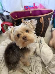 Lost Female Dog last seen Near W Placita de los Vientos, Tucson, AZ 85745