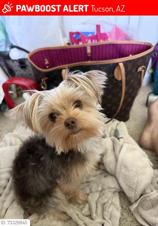 Lost Female Dog last seen Near W Placita de los Vientos, Tucson, AZ 85745