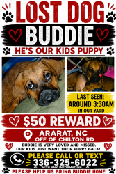 Lost Male Dog last seen Eldora Rd, Ararat, NC 27007