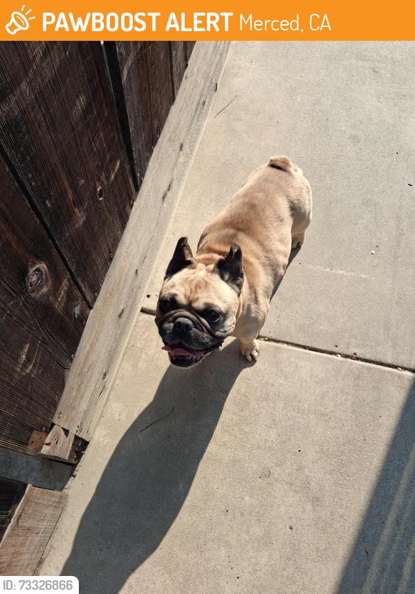 Found/Stray Male Dog last seen Bear creek, Merced, CA 95348
