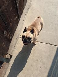 Found/Stray Male Dog last seen Bear creek, Merced, CA 95348