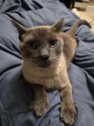 Reunited Male Cat last seen Glisan and 134th., Portland, OR 97230