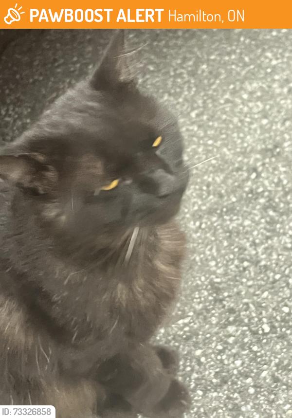Found/Stray Male Cat last seen Upper Wellington &Stonechurch, Hamilton, ON 