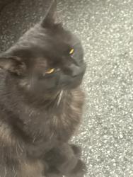 Found/Stray Male Cat last seen Upper Wellington &Stonechurch, Hamilton, ON 