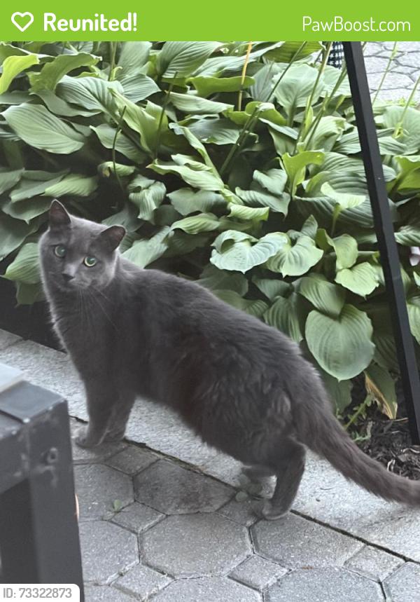 Reunited Male Cat last seen Near Rolling Ln, Levittown, NY 11756, USA, Levittown, NY 11756