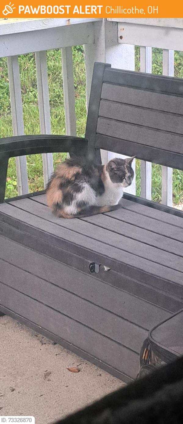 Found/Stray Unknown Cat last seen Roaming around The Lakes apmts, Chillicothe, OH 45601