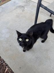 Found/Stray Unknown Cat last seen Indian Park Drive, Murfreesboro, TN 37128