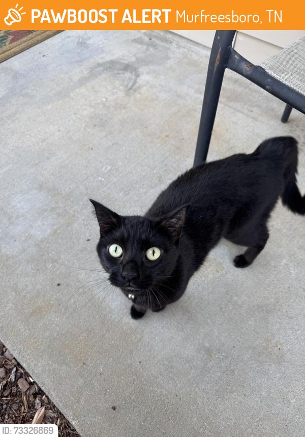 Found/Stray Unknown Cat last seen Indian Park Drive, Murfreesboro, TN 37128