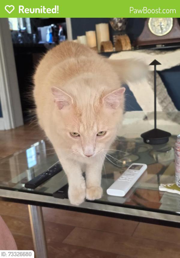 Reunited Male Cat last seen Sunrise and Andrews, Fort Lauderdale, FL 33311