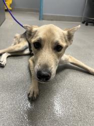 Shelter Stray Female Dog last seen Near BLOCK N BRUCE ST, NORTH LAS VEGAS NV 89030, 655 N Mojave Rd, Las Vegas, NV 89101, USA