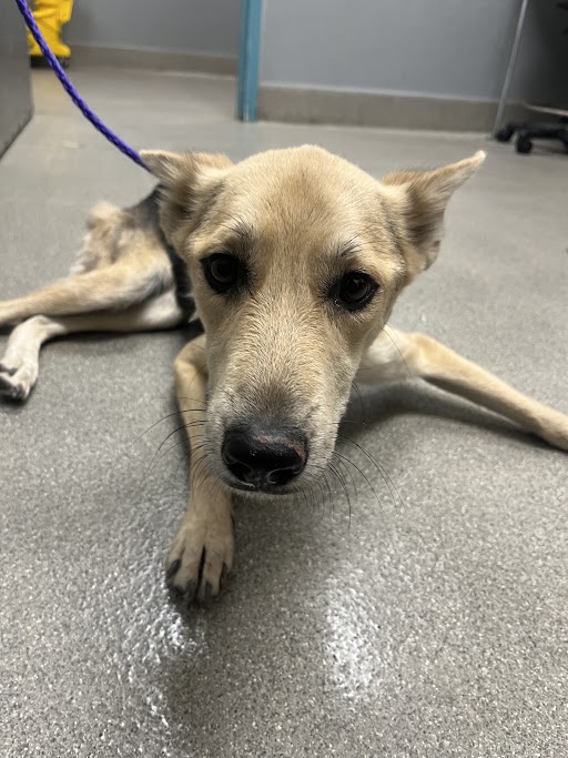 Shelter Stray Female Dog last seen Near BLOCK N BRUCE ST, NORTH LAS VEGAS NV 89030, 655 N Mojave Rd, Las Vegas, NV 89101, USA
