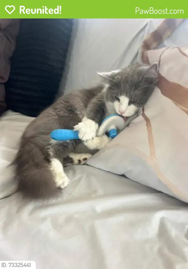 Reunited Male Cat last seen Tobesofkee lake, Macon, GA 31220