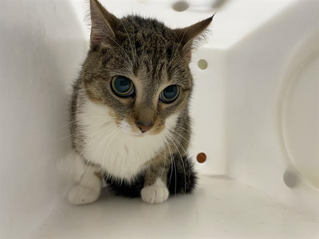 Shelter Stray Unknown Cat last seen Near BLOCK N 83RD ST, 3839 W Burnham St, West Milwaukee, WI 53215, USA