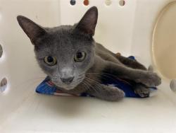 Shelter Stray Female Cat last seen Near BLOCK W HADLEY ST, 3839 W Burnham St, West Milwaukee, WI 53215, USA