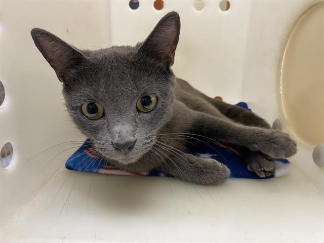 Shelter Stray Female Cat last seen Near BLOCK W HADLEY ST, 3839 W Burnham St, West Milwaukee, WI 53215, USA
