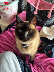 Reunited Male Cat last seen near 1548 jenevien avenue, San Bruno, CA 94066