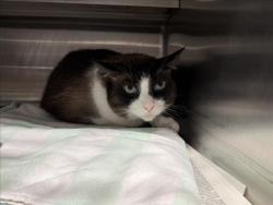 Shelter Stray Male Cat last seen , West Valley Animal Shelter, 20655 Plummer St, Chatsworth, CA 91311, USA