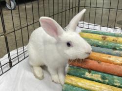 Shelter Stray Male Other last seen , West Valley Animal Shelter, 20655 Plummer St, Chatsworth, CA 91311, USA