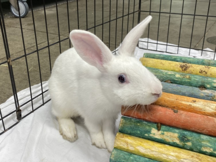 Shelter Stray Male Other last seen , West Valley Animal Shelter, 20655 Plummer St, Chatsworth, CA 91311, USA
