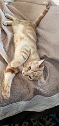 Reunited Male Cat last seen Orchard & Carman, Glen Head, NY 11545
