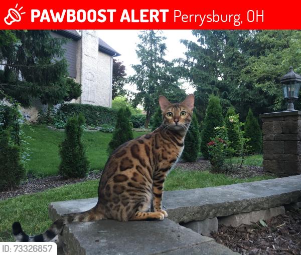 Lost Female Cat last seen Edinborough Circle, between River Road and Roachton Rd ( Carrington Woods- Perrysburg OH), Perrysburg, OH 43551