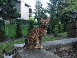 Lost Female Cat last seen Edinborough Circle, between River Road and Roachton Rd ( Carrington Woods- Perrysburg OH), Perrysburg, OH 43551