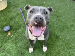 Shelter Stray Female Dog last seen , 1850 W 60th St, Los Angeles, CA 90047, USA