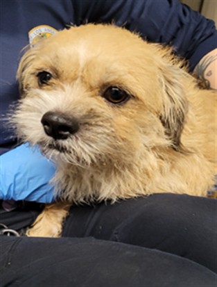 Shelter Stray Female Dog last seen , 1850 W 60th St, Los Angeles, CA 90047, USA