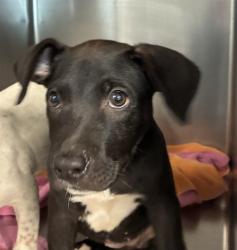 Shelter Stray Female Dog last seen Near BLOCK BELLE VUE WAY, TALLAHASSEE FL 32304, 1125 Easterwood Dr, Tallahassee, FL 32311, USA