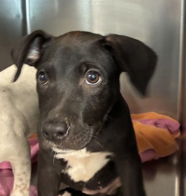 Shelter Stray Female Dog last seen Near BLOCK BELLE VUE WAY, TALLAHASSEE FL 32304, 1125 Easterwood Dr, Tallahassee, FL 32311, USA
