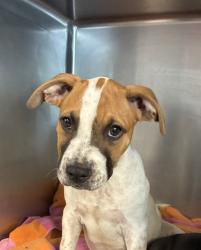 Shelter Stray Female Dog last seen Near BLOCK BELLE VUE WAY, TALLAHASSEE FL 32304, 1125 Easterwood Dr, Tallahassee, FL 32311, USA