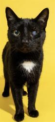 Shelter Stray Male Cat last seen Near BLOCK PERMINETER PARK BLVD RM 227, 2020 Forest St, Jacksonville, FL 32204, USA