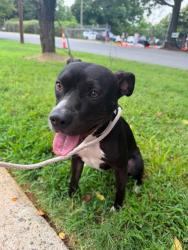 Shelter Stray Female Dog last seen CHARLOTTE, 8315 Byrum Dr, Charlotte, NC 28217, USA