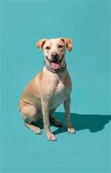 Shelter Stray Female Dog last seen Near BLOCK BILKEN DR, 2020 Forest St, Jacksonville, FL 32204, USA