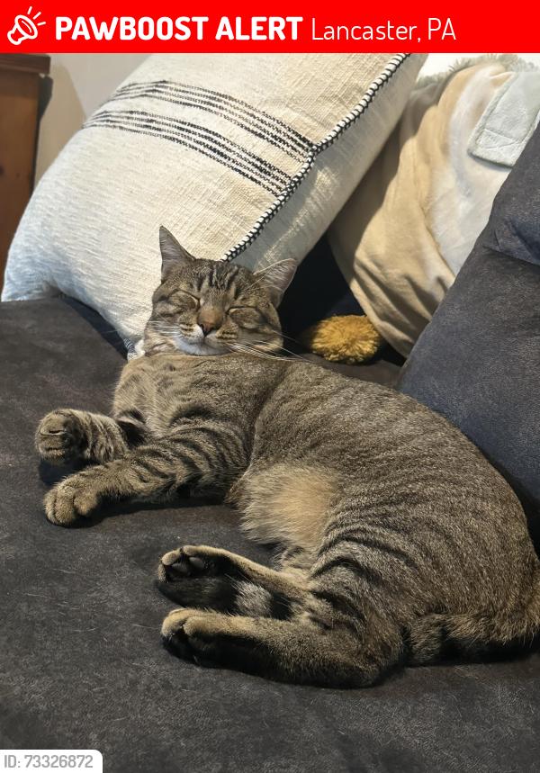 Lost Male Cat last seen Near bayberry St, Lancaster, PA 17603