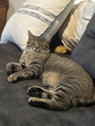 Lost Male Cat last seen Near bayberry St, Lancaster, PA 17603