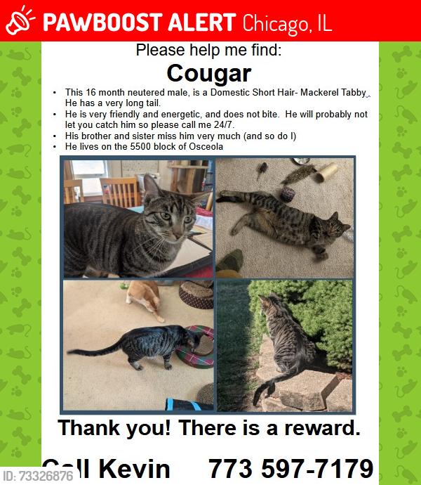 Lost Male Cat last seen Berwyn and Osceola, Chicago, IL 60656