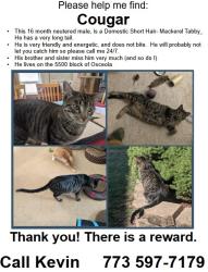 Lost Male Cat last seen Berwyn and Osceola, Chicago, IL 60656