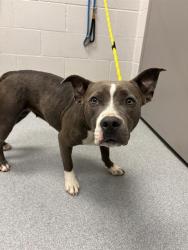 Shelter Stray Female Dog last seen Near, 2600 S Harding St, Indianapolis, IN 46221, USA