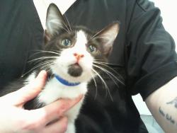 Shelter Stray Male Cat last seen CHARLOTTE, 8315 Byrum Dr, Charlotte, NC 28217, USA