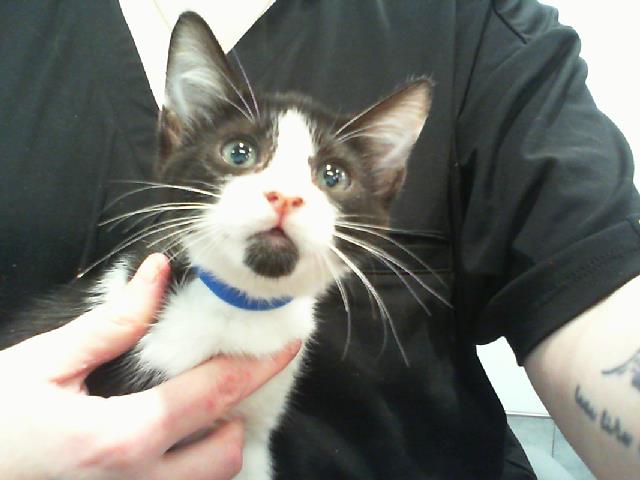 Shelter Stray Male Cat last seen CHARLOTTE, 8315 Byrum Dr, Charlotte, NC 28217, USA